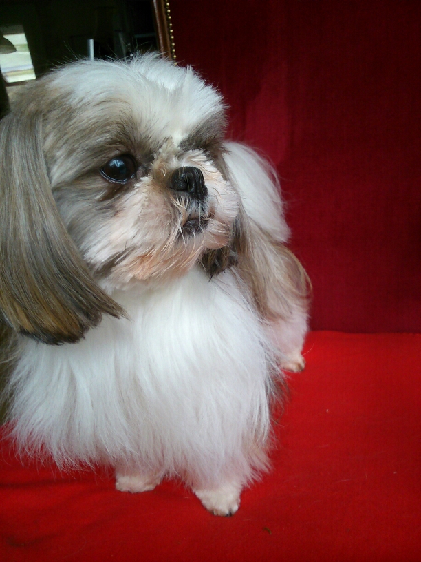 Lhassa apso